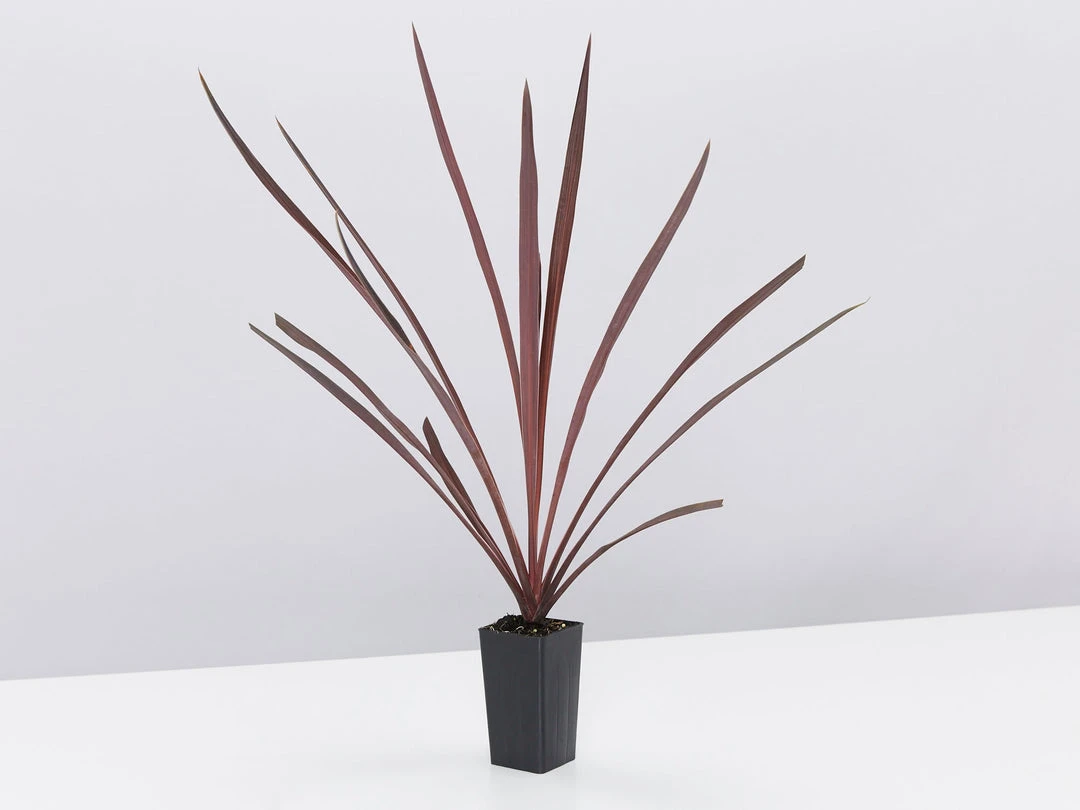 Shrubs Cordyline Terminalis 'Red Sensation' Full Sun 6 Shrubs Cordyline Terminalis 'Red Sensation' Full Sun