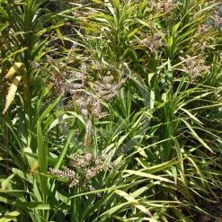 Shrubs Cordyline Congesta 8 Shrubs Cordyline Congesta