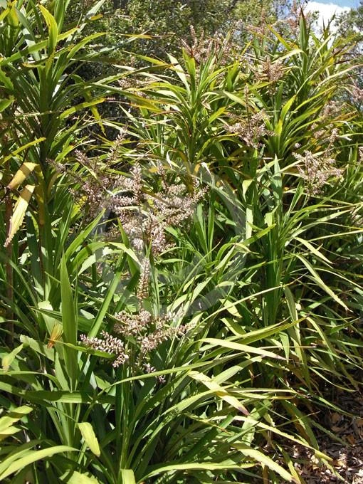 Shrubs Cordyline Congesta 5 Shrubs Cordyline Congesta