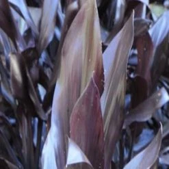 Shrubs Cordyline Fruticosa 'Caruba Black' Full Sun