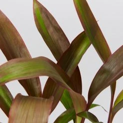 Shrubs Pool Friendly Plants Tropical Mixed Pack Of Outdoor Plants