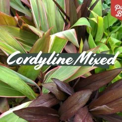 Shrubs Cordyline Mixed Pack