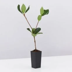 Ozbreed Cosmic White™ Rhaphiolepis Indica ‘RAPH01’ Pbr Shrubs