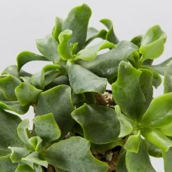 Indoor Garden Crassula Arborescens Blue Waves