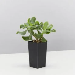 Indoor Garden Crassula Arborescens Blue Waves