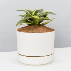 Succulents Snake Plants Sansevieria Trifasciata Golden Hahnii - Pot + Plant + Soil