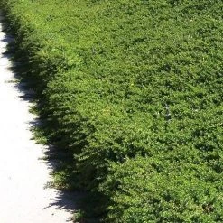 Shrubs Myoporum Parvifolium Pink Full Sun