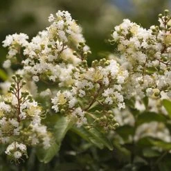 Shrubs Crepe Myrtle (Lagerstroemia Acoma)
