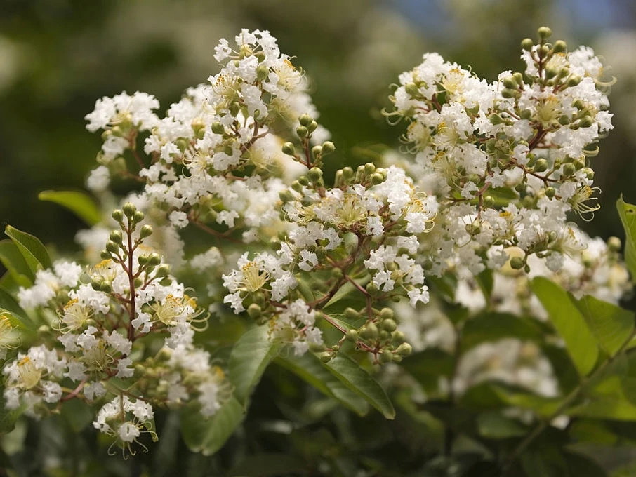 Shrubs Crepe Myrtle (Lagerstroemia Acoma) 4 Shrubs Crepe Myrtle (Lagerstroemia Acoma)