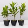 Shrubs Codiaeum Variegatum Gold Dust Plant Pack