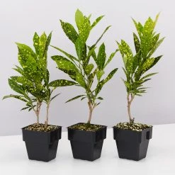 Shrubs Codiaeum Variegatum Gold Dust Plant Pack