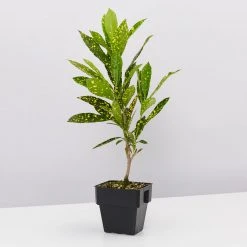 Shrubs Codiaeum Variegatum Gold Dust Plant Pack