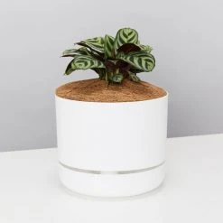 Pot + Plant Gift Box Ctenanthe Burle Marxii - Pot + Plant + Soil Easy Care Plants