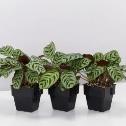 Indoor Garden Ctenanthe Burle Marxii 14 Indoor Garden Ctenanthe Burle Marxii