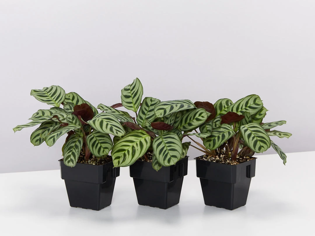 Indoor Garden Ctenanthe Burle Marxii 8 Indoor Garden Ctenanthe Burle Marxii