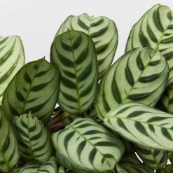 Indoor Garden Calathea And Ctenanthe Houseplant Pack - 85mm 15 Indoor Garden Calathea And Ctenanthe Houseplant Pack - 85mm