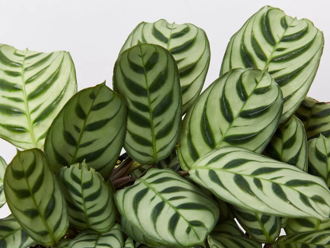 Indoor Garden Calathea And Ctenanthe Houseplant Pack - 85mm 8 Indoor Garden Calathea And Ctenanthe Houseplant Pack - 85mm