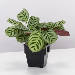Indoor Garden Calathea And Ctenanthe Houseplant Pack - 85mm 14 Indoor Garden Calathea And Ctenanthe Houseplant Pack - 85mm
