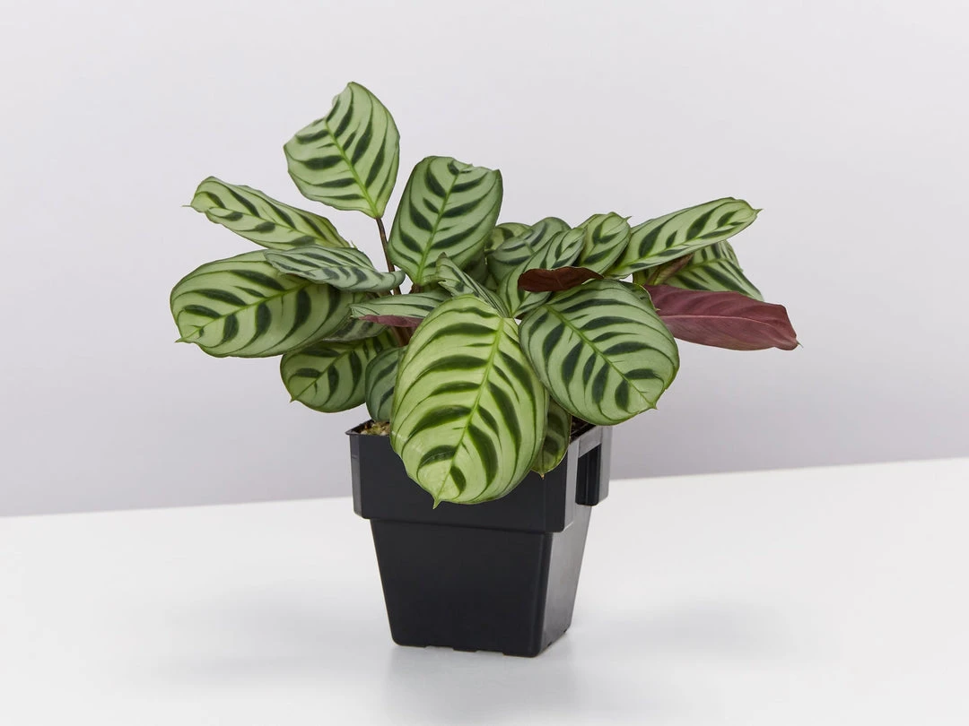 Indoor Garden Calathea And Ctenanthe Houseplant Pack - 85mm 7 Indoor Garden Calathea And Ctenanthe Houseplant Pack - 85mm