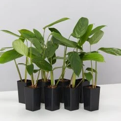 Plants In A Box Ctenanthe Lubbersiana The Green Never Never Plant
