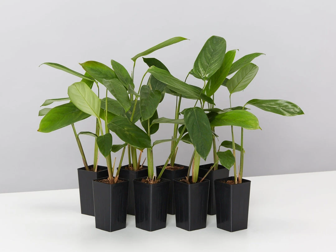 Plants In A Box Ctenanthe Lubbersiana The Green Never Never Plant 3 Plants In A Box Ctenanthe Lubbersiana The Green Never Never Plant