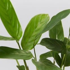 Plants In A Box Ctenanthe Lubbersiana The Green Never Never Plant 7 Plants In A Box Ctenanthe Lubbersiana The Green Never Never Plant