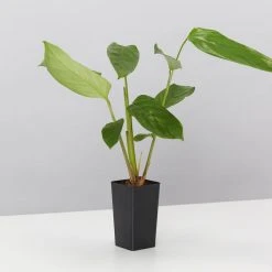 Plants In A Box Ctenanthe Lubbersiana The Green Never Never Plant 8 Plants In A Box Ctenanthe Lubbersiana The Green Never Never Plant