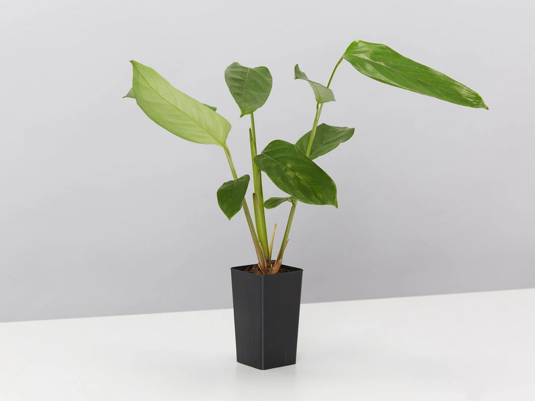 Plants In A Box Ctenanthe Lubbersiana The Green Never Never Plant 5 Plants In A Box Ctenanthe Lubbersiana The Green Never Never Plant