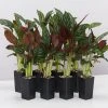 Indoor Garden Ctenanthe Setosa Houseplant Pack Pet-friendly Indoor Plants