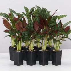 Indoor Garden Ctenanthe Setosa Houseplant Pack Pet-friendly Indoor Plants