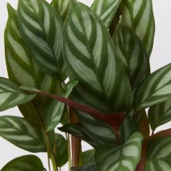 Indoor Garden Ctenanthe Setosa Houseplant Pack Pet-friendly Indoor Plants