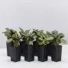Indoor Garden Ctenanthe Amagris Herringhone Never Never Plant