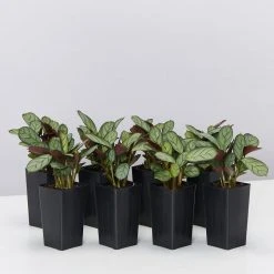 Indoor Garden Ctenanthe Amagris Herringhone Never Never Plant