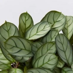 Indoor Garden Ctenanthe Amagris Herringhone Never Never Plant