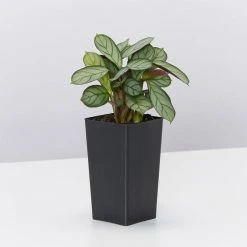 Indoor Garden Air Purifying Rainbow 🔔 Box - Indoor 24 Indoor Garden Air Purifying Rainbow ???? Box - Indoor