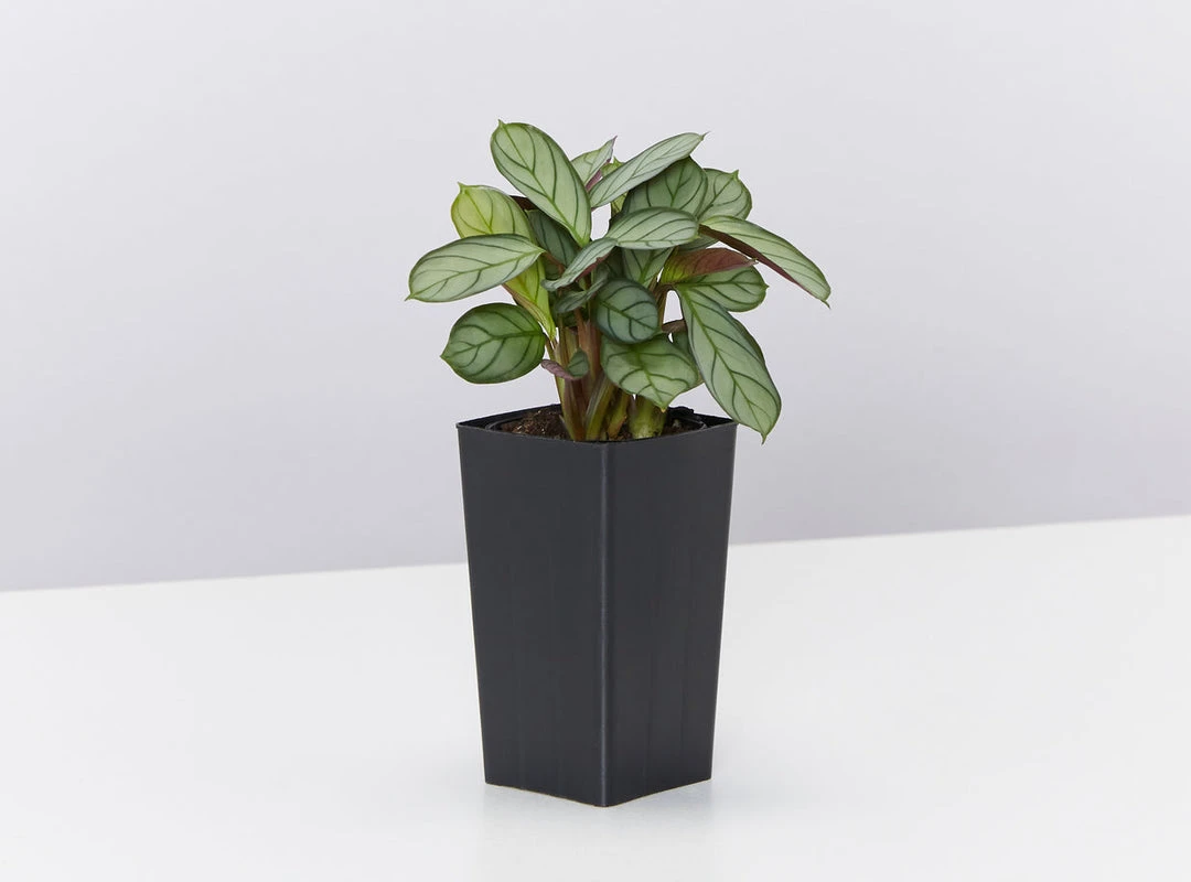 Indoor Garden Air Purifying Rainbow 🔔 Box - Indoor 12 Indoor Garden Air Purifying Rainbow ???? Box - Indoor