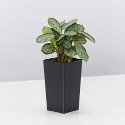 Indoor Garden Ctenanthe Amagris Herringhone Never Never Plant
