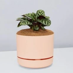 Pot + Plant Gift Box Ctenanthe Burle Marxii - Pot + Plant + Soil Easy Care Plants