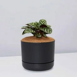 Pot + Plant Gift Box Ctenanthe Burle Marxii - Pot + Plant + Soil Easy Care Plants