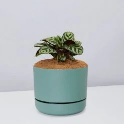 Pot + Plant Gift Box Ctenanthe Burle Marxii - Pot + Plant + Soil Easy Care Plants