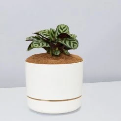 Pot + Plant Gift Box Ctenanthe Burle Marxii - Pot + Plant + Soil Easy Care Plants