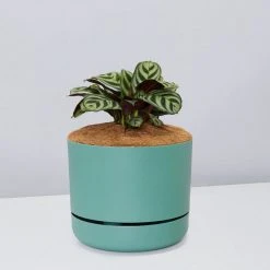 Pot + Plant Gift Box Ctenanthe Burle Marxii - Pot + Plant + Soil Easy Care Plants