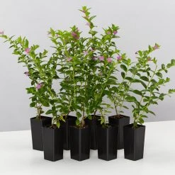 Hedge Shrubs Cuphea Hyssopifolia Mauve