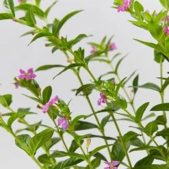 Hedge Shrubs Cuphea Hyssopifolia Mauve