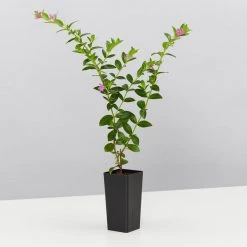 Hedge Shrubs Cuphea Hyssopifolia Mauve