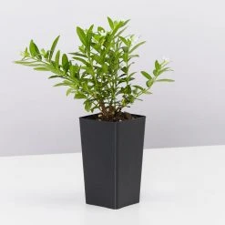 Hedge Cuphea Mexicana Compact White Shrubs