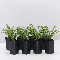 Shrubs Cuphea Mexicana Compacta Purple