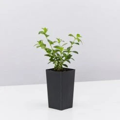 Shrubs Cuphea Mexicana Compacta Purple