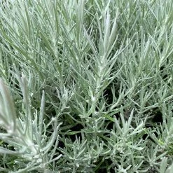 Shrubs Helichrysum Italicum Curry Plant