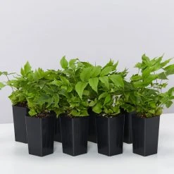 Indoor Garden Cyrtomium Falcatum Maritimum